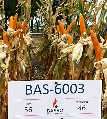 BAS 6003