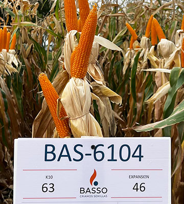 BAS 6104