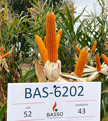 BAS 6202