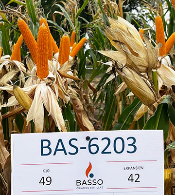 BAS 6203